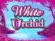 Онлайн слот Белая Орхидея